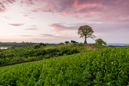 La Finca Botánica de Young Living Ecuador está ubicada en Chongón, Guayaquil.