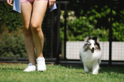 Contar con áreas verdes cercanas es importante para los dueños de mascotas.