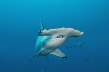 Imágenes sin fecha cedidas por Pelayo Salinas de la Fundación Charles Darwin de varios tiburones en las aguas de las islas Galápagos, entre ellos hembras de tiburón martillo.
