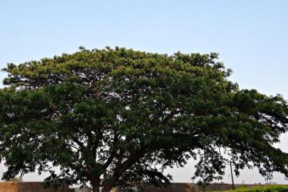 Arroceros talaron un árbol donde habitaba una iguana.