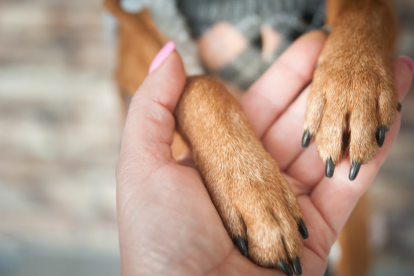 La mascota apenas se movía cuando fue rescatada.