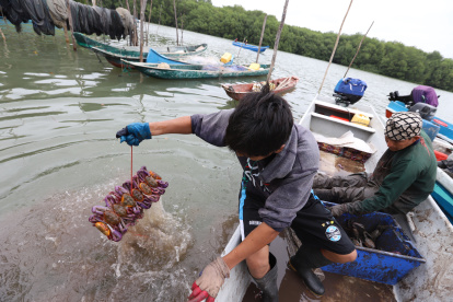 Un cangrejero muestra un atado del crustáceo en el Golfo de Guayaquil.