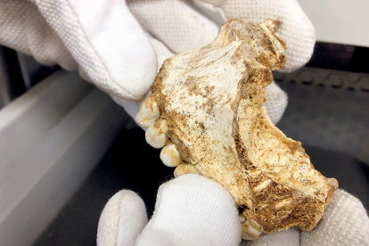 El 27 % de los jóvenes de 19 a 29 años ingresados con covid-19 desarrolla complicaciones, según un estudio realizado en el Reino Unido.