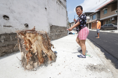 Tala. Muchos vecinos tenían mango y otros árboles, que fueron tristemente talados al llegar la obra. El Municipio no se refiere a ese tema, pero asegura que sembrará 400.