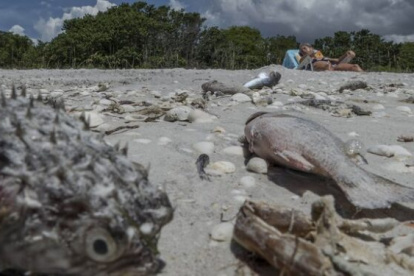Peces muertos en una playa de Florida a causa del fenómeno natural.
