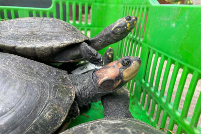 Algunas de las especias que serán devueltas a su hábitat.
