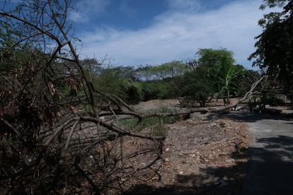 El parque lineal de la ciudadela Huancavilca Norte recibirá mantenimiento por parte del Municipio.