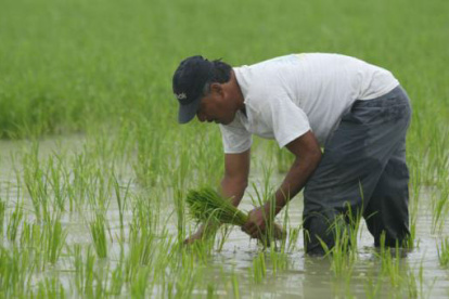 Según cifras del Banco Central del Ecuador, las exportaciones de arroz al mundo han caído en el primer trimestre del año.