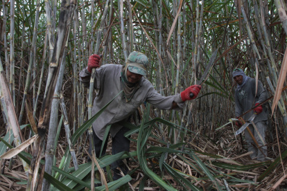Preparación. Gabriel Cedeño y Alfonso Hidalgo alistan el terreno de la zafra. En la hacienda Rosaura esperan cosechar unas 130 toneladas por hectárea.
TRABAJADORES O ZAFREROS CORTAN LAS CAÑAS PARA LOS INGENIOS AZUCAREROS.