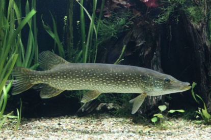 La investigación advierte que en el país no se realiza un "manejo sustentable del recurso"