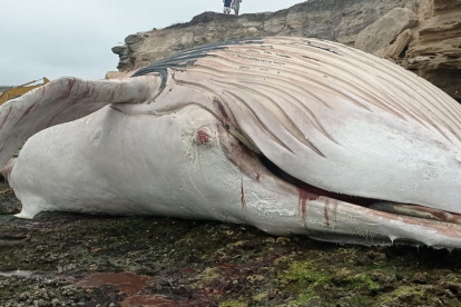La ballena que fue encontrada muerta en las costas de Ayangue