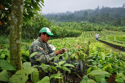 EL EDEN DEL CACAO . DIARIO EXPRESO