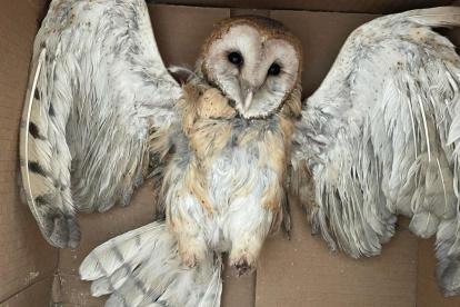 Ataque. La lechuza con las patas cortadas que se encontró al norte de Guayaquil, según el parte de la Policía.
