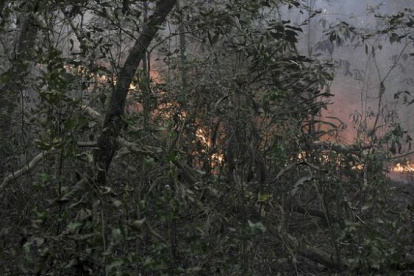 El panorama alarmante en los bosques del país del altiplano.