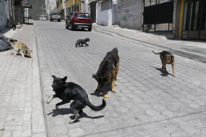 Situación. Decenas de canes rondan las calles del barrio ubicado en el norte de Quito. La pandemia agravó el problema por el abandono de las mascotas de compañía a raíz de la crisis.