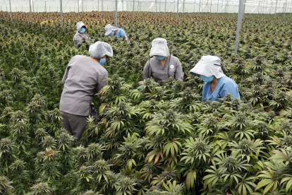 cultivo de plantas de cannabis.