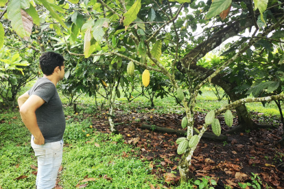 El cacao se siembra en varias zonas. Los clones dan resultados.