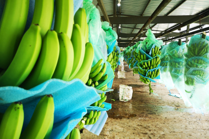 El banano tuvo un bajón en algunos mercados.