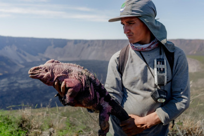 Fotografía cedida este viernes por el Parque Nacional Galápagos que muestra una iguana rosada el 6 de agosto de 2021, en la isla de Santa Cruz, en los Galápagos (Ecuador).