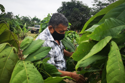Asesoría. Franklin Borbor enseña cómo realizar una poda, qué ramas cortar y cómo hacerlo.