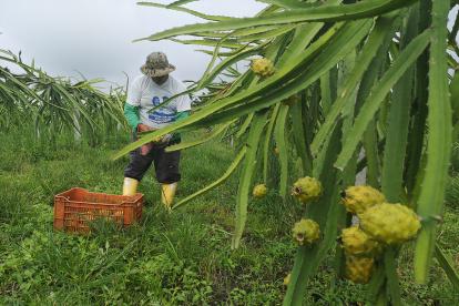 La pitahaya es un producto que tiene portencial.