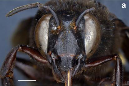 Fotografía sin fecha cedida por Inabio que muestra la abeja de las orquídeas (Eulaema meriana), encontrada en un sector de la provincia de Los Ríos, en la región tropical del sureste de Ecuador. El estatal Instituto Nacional de Biodiversidad (Inabio) de Ecuador anunció este lunes el hallazgo en el país del primer caso de una abeja andrógina, con características morfológicas de ambos sexos: Mitad hembra, mitad macho. EFE/Inabio /SOLO USO EDITORIAL/SOLO DISPONIBLE PARA ILUSTRAR LA NOTICIA QUE ACOMPAÑA (CRÉDITO OBLIGATORIO)