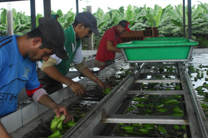 Los bananeros quieren que se reduzcan los aranceles.