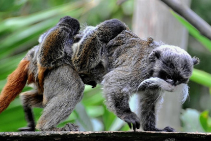 Imagen cedida por el Bioparque de Roma/ Massimiliano Di Giovanni.