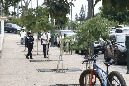 Puerto Santa Ana. En enero fueron talados seis árboles que daban la bienvenida al área.