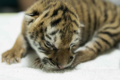 Fotografía que muestra una cría hembra de tigre de bengala (Panthera Tigris) hoy, en el Zoológico Nacional en Managua (Nicaragua).