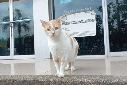 Los animales que viven en los exteriores del Complejo Judicial, reciben los cuidados de un grupo de trabajadoras.