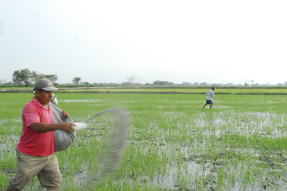 El arroz necesita varios tipos abonos.