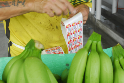 La producción nacional exportable está afectada por el frío.