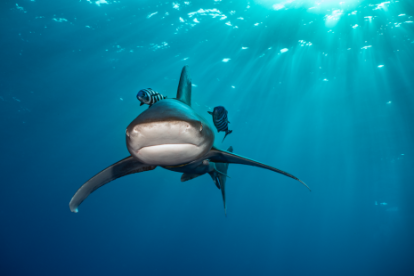 Tiburones, rayas y quimeras, en riesgo de extinción “sin precedentes”.