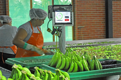 Sector bananero de países de Latinoamérica pide corresponsabilidad en costos.