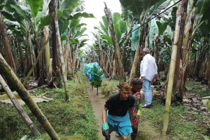 Exportaciones. Desde Valencia, provincia de Los Ríos, sale banano hacia el mercado turco.