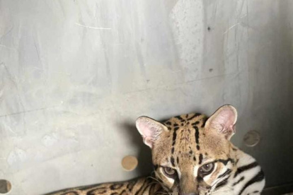 Una de los ejemplares rescatados