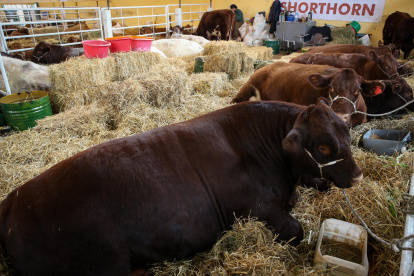 Enseñan a las vacas a ir al baño.