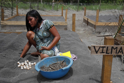 Una mujer Kandozi de la comunidad Musa Karusha siembra huevos de la tortuga Taricaya en unas playas artificiales.