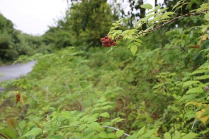 Fotografía que muestra un manto de mora silvestre en una hacienda de la Isla San Cristóbal, el 20 de agosto de 2021, en el archipiélago de Galapágos (Ecuador).