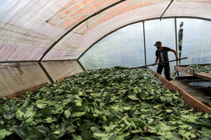 Fotografía de archivo del 9 de julio de 2020 de una planta procesadora de guayusa, en Archidona, en la Amazonía de Ecuador.