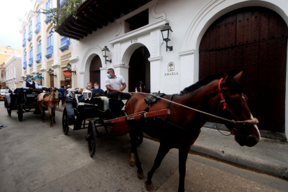 Los animales son un atractivo turístico en Cartagena. El oficio de cocheros es una tradición.