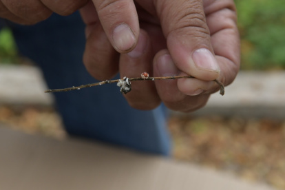 Hecho. La mariquita es un deprerador.