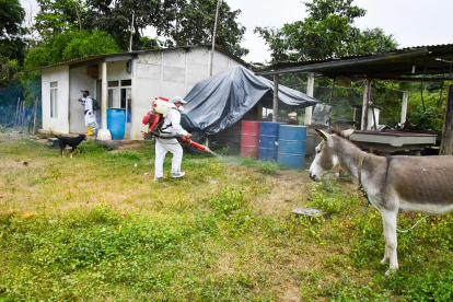 Fumigaciones son contempladas para combatir al Aedes aegypti.