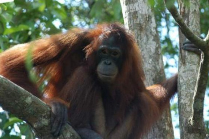El zoo de Miami lamenta la muerte de una orangután de 44 años tras anestesia.