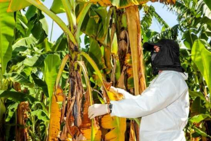 En abril de 2021 se detectó el primer caso en Perú.