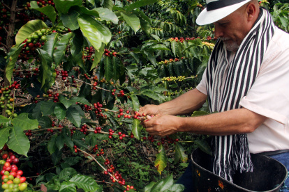 Producción. En el país hay fincas donde se busca cultivar café con los más altos estándares y comercio justo.