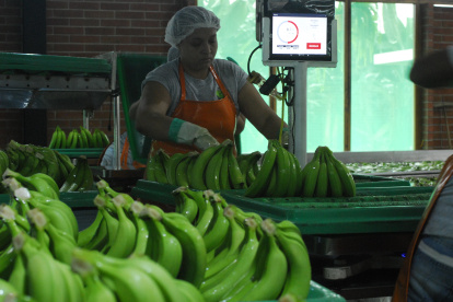 Ventas. Los envíos del banano descendieron un 5%, hasta agosto.