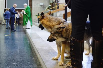 El rescate de los animales es una tarea muy dura, dice el experto.  Nacho Gallego / EFE