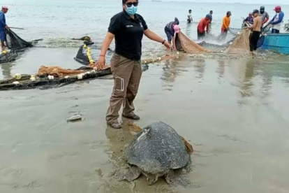 Acción. La tortuga fue atrapada en el sector Las Conchas, en Salinas.
